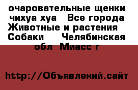 очаровательные щенки чихуа-хуа - Все города Животные и растения » Собаки   . Челябинская обл.,Миасс г.